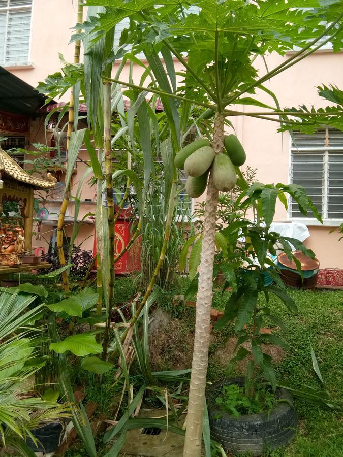 Genting Bukit Tinggi Homestay Bagian luar foto